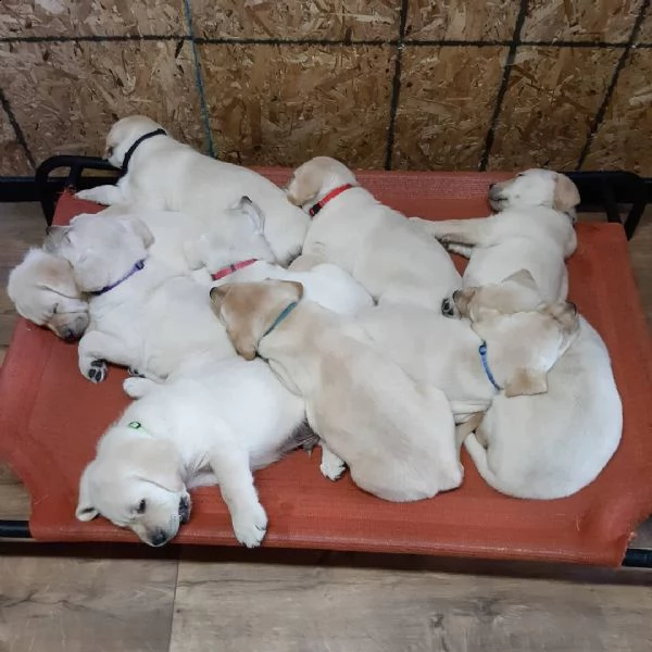 cuccioli di labrador retriever sani pronti | Foto 2