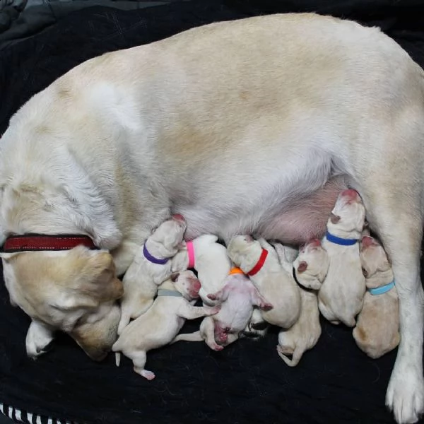 cuccioli di labrador retriever sani pronti | Foto 1