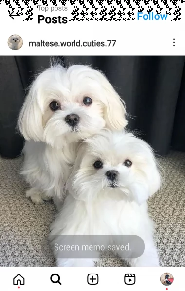 regalo cuccioli di razza maltese consegna con il libretto sanitario,  il michrochip, vaccinati e sve