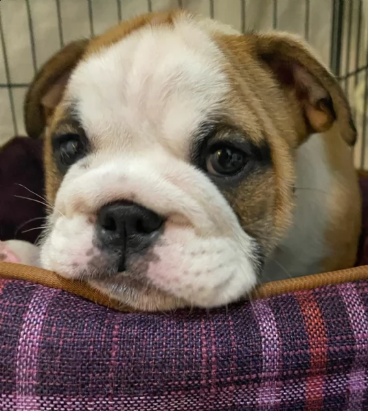 solo 7 settimane il mio adorabile cucciolo bulldog inglese è già vaccinato e sverminato, ed è già di