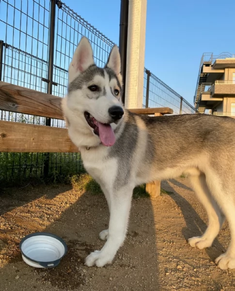 bellissimo regalo cuccioli di razza siberiano husky consegna con il libretto sanitario,  il michroch