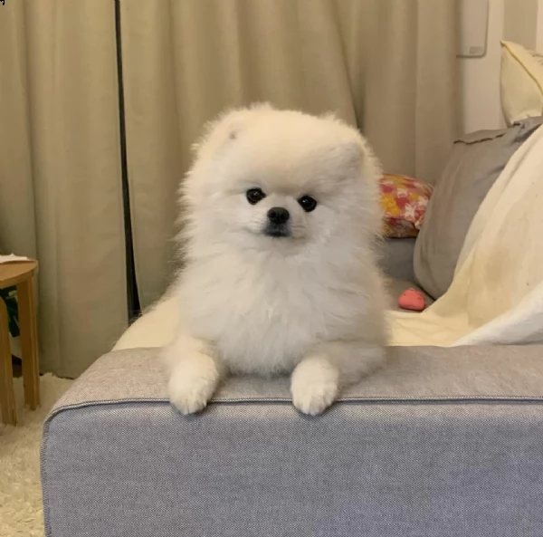 regalo volpino di pomerania cucciolo di 9 mesi,microchippato vaccinato, bellissimo esemplare,altezza