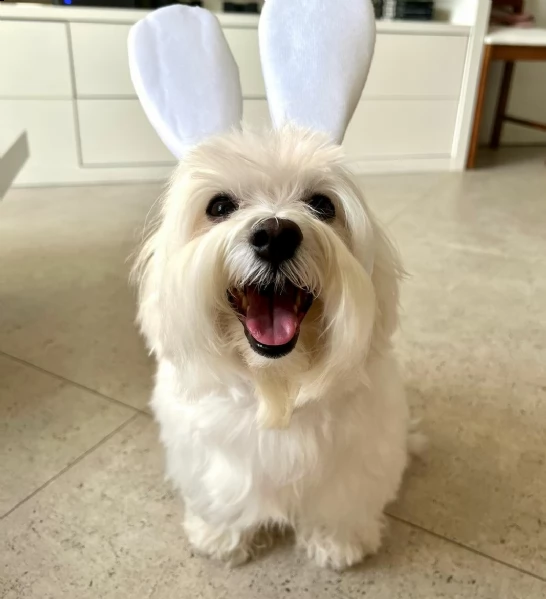 regalo piccoli cuccioli di maltese toy, i cuccioli verranno consegnati con microchip vaccini svermin