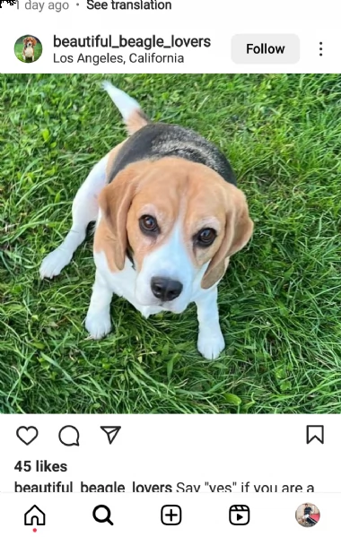 adorabili cuccioli regalo e bellissimi beagle, diamo loro i nostri cuccioli maschi e femmine sani in