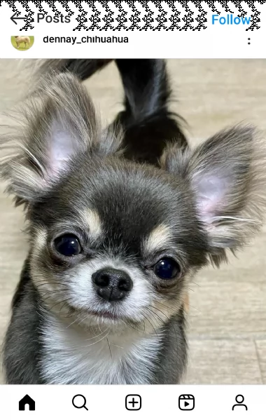 regalo mini giocattolo cuccioli di chihuahua mini giocattolo cuccioli di chihuahua, un maschio e una