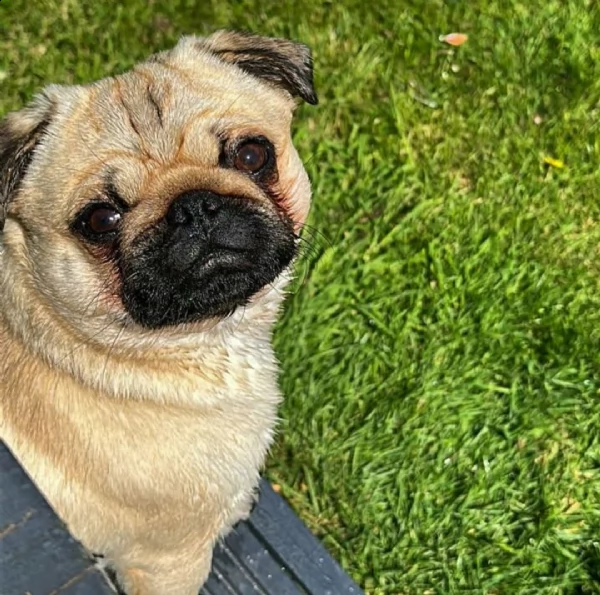 regalo cuccioli da calino disponibili bellissimi cuccioli, carattere adorabile, sono docili e affett