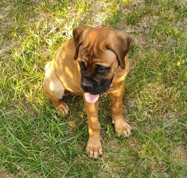 regalo abbiamo cuccioli di bullmastiff sono di taglia bullmastiff. sono akc registrati. sono un bamb