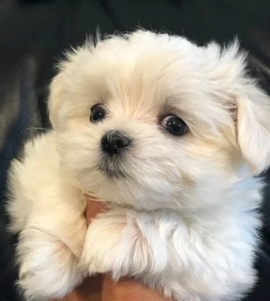 dolci cuccioli maltesi regalo per adozione abbiamo cuccioli maltesi molto felici e sorprendenti. abb