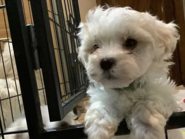 maltesi toy cuccioli