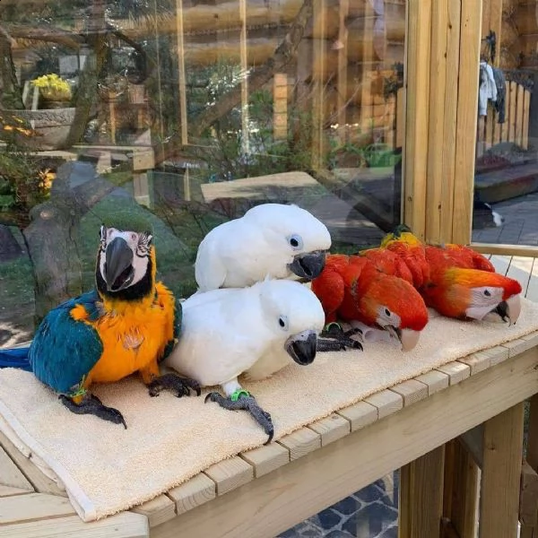 prendi i tuoi uccelli parlanti qui