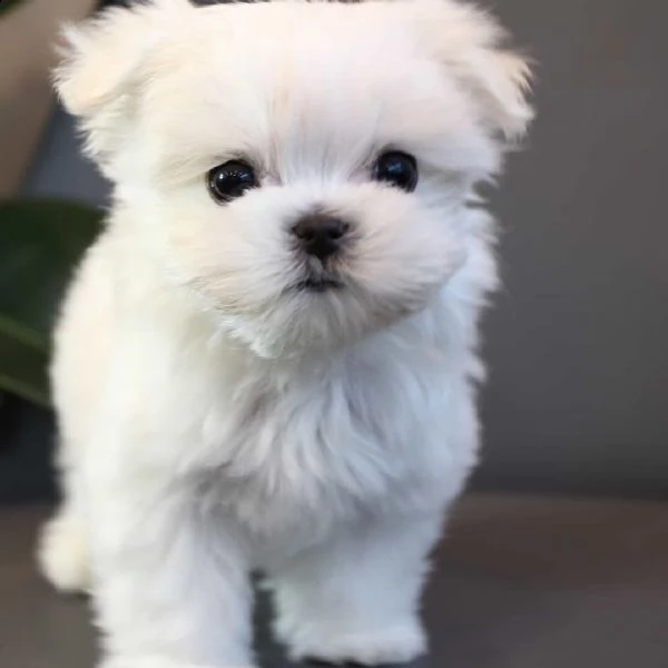 super adorabile tazza da tè cuccioli maltesi