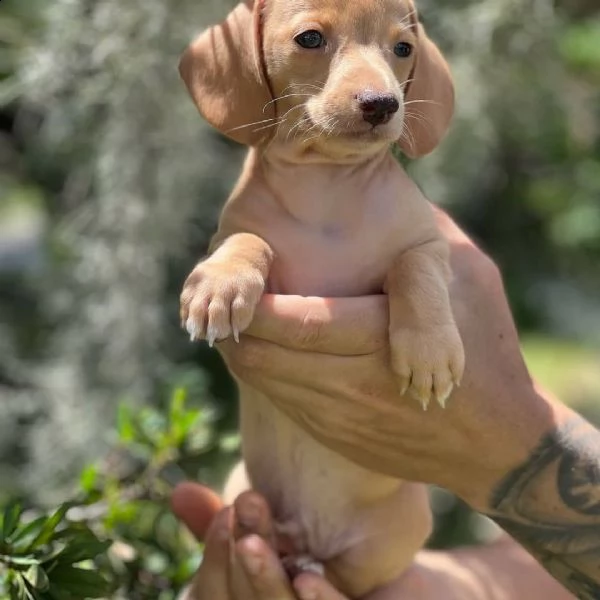  regalo adorabili cuccioli  bassotto femminucce e maschietti disponibili