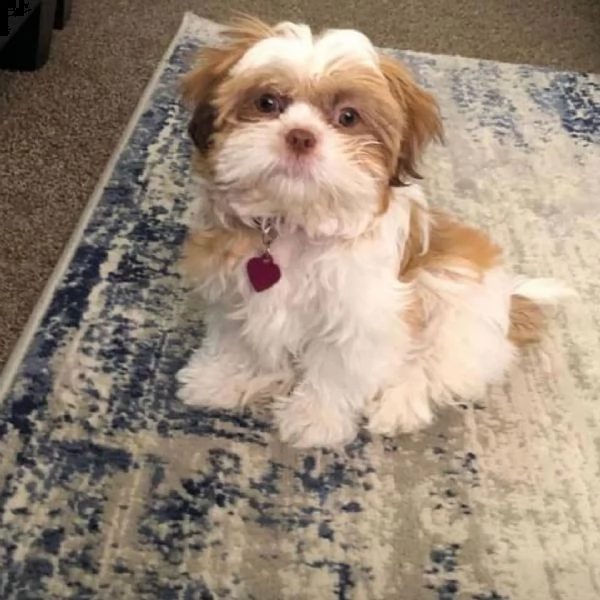  regalo bellissimi cuccioli allevati shih-tzu, colore bianco e nero.