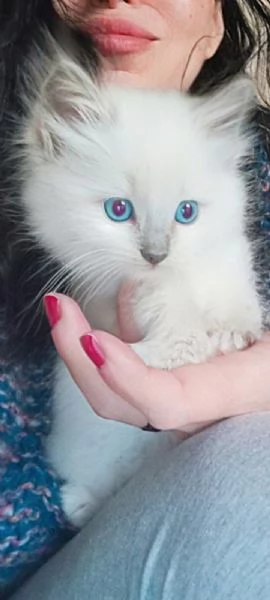 Ragdoll cucciola  | Foto 1