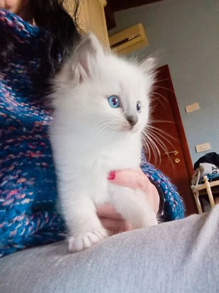 Ragdoll cucciola  | Foto 0