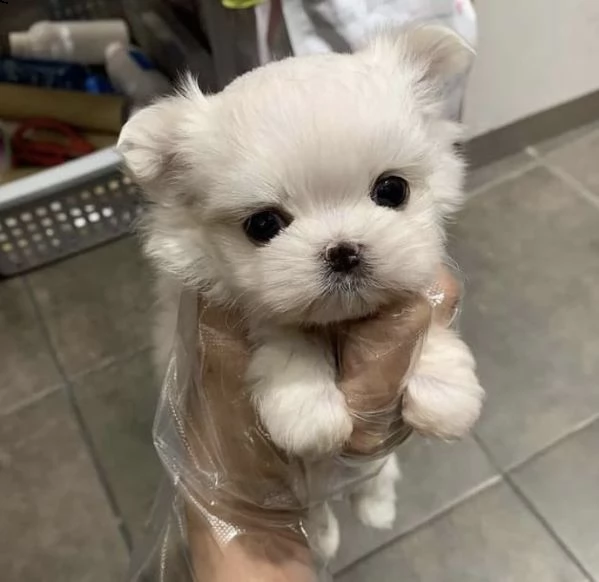 regalo  maltese mini toy | Foto 0