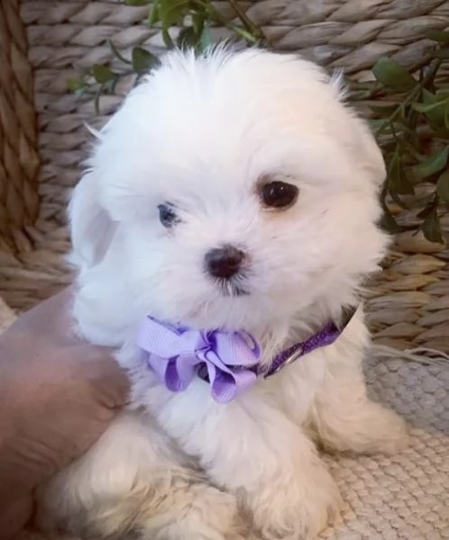 regalo  maltese mini toy$ | Foto 0