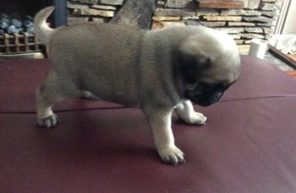 cuccioli di carlino albicocca e fulvo | Foto 0