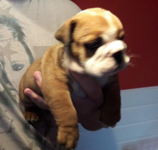 vendo cuccioli di bulldog inglese | Foto 1
