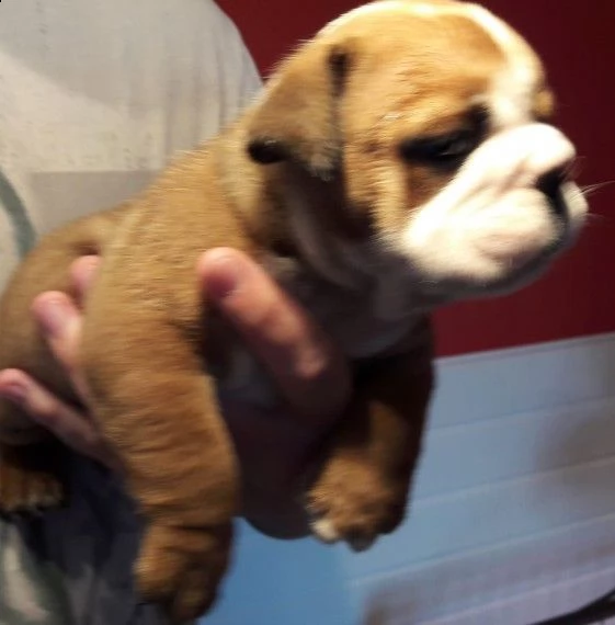vendo cuccioli di bulldog inglese | Foto 0