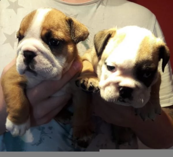vendo cuccioli di bulldog inglese