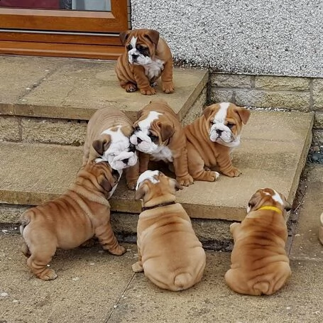 vendo cuccioli di bulldog inglese