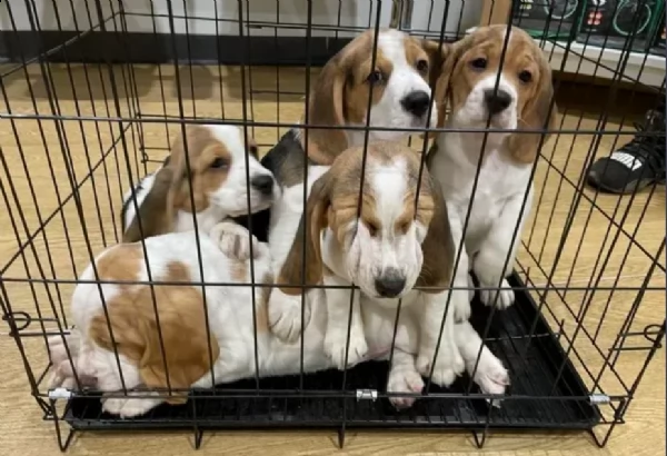 beagle registrati akc