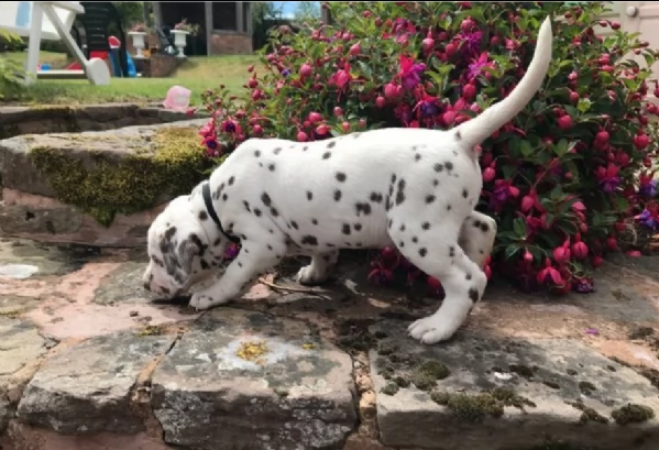 bellissimi cuccioli di dalmata | Foto 1