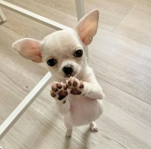 cucciolo regalo regalo mini giocattolo cuccioli di chihuahua mini giocattolo cuccioli di chihuahua, 