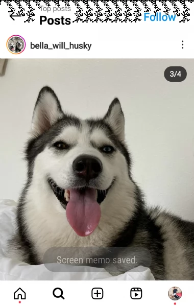regalo bellissimi cuccioli allevati siberiano husky, colore bianco e nero. due e una feminuccia masc