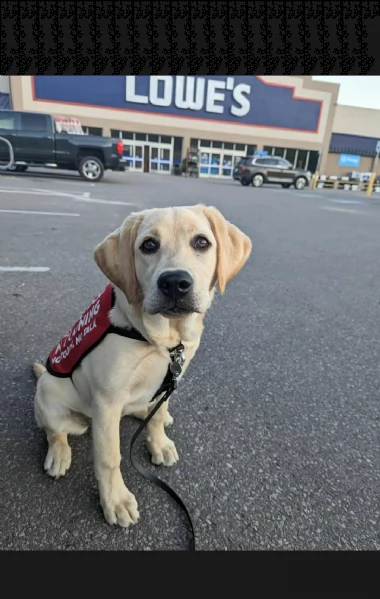 regalo bello labrador cuccioli maschi e femmine bello labrador , maschio e femmina, sverminato, con 