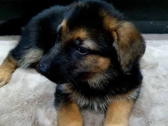 bellissimi cuccioli di pastore tedesco massicci | Foto 1