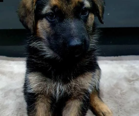 bellissimi cuccioli di pastore tedesco massicci