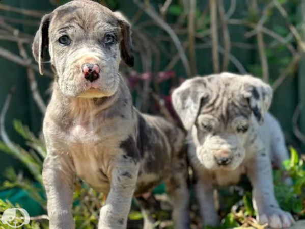 cuccioli di alano | Foto 2