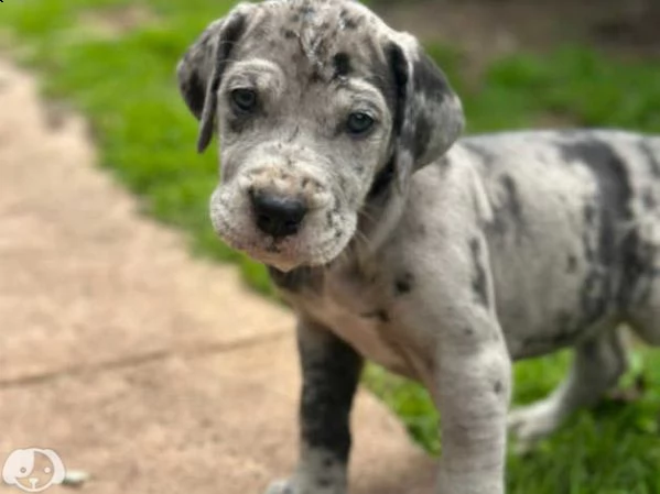 cuccioli di alano | Foto 1