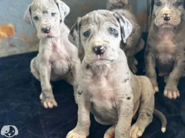 cuccioli di alano | Foto 0