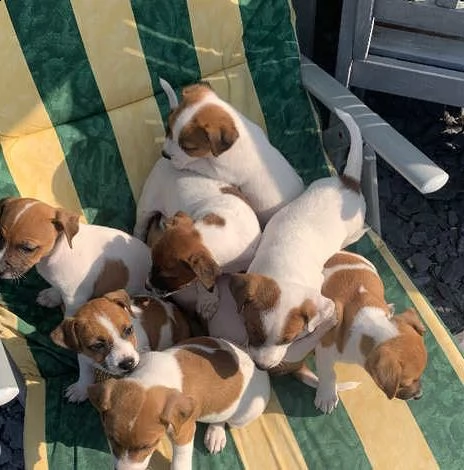 i cuccioli di jack russel | Foto 0