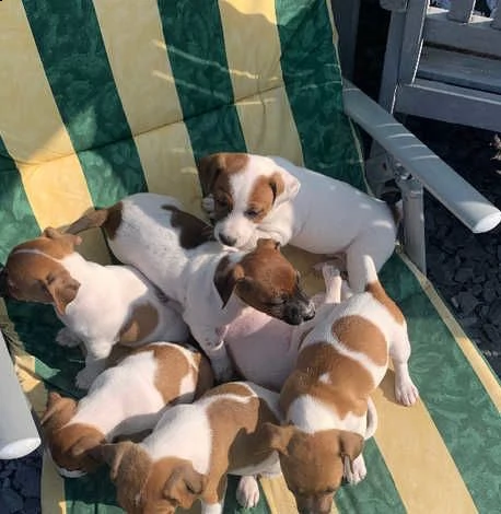 i cuccioli di jack russel