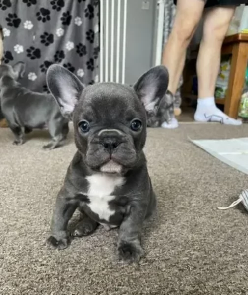 bellissimi cuccioli di bulldog francese akc