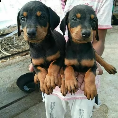 splendidi cuccioli di doberman registrati akc | Foto 0