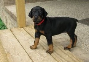 splendidi cuccioli di doberman registrati akc
