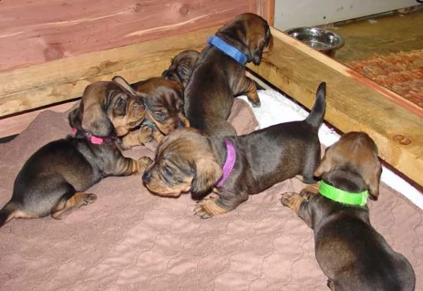 bellissimi cuccioli di bassotto