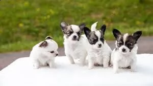 cuccioli di chiuahua