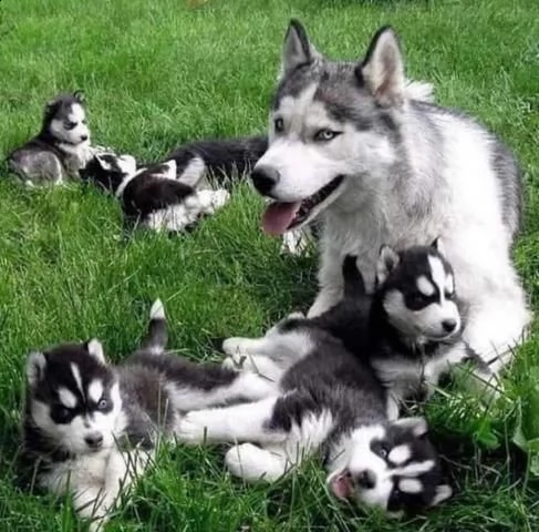 cuccioli di husky siberiano dagli occhi azzurri