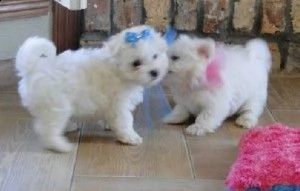 bellissimi cuccioli di maltese