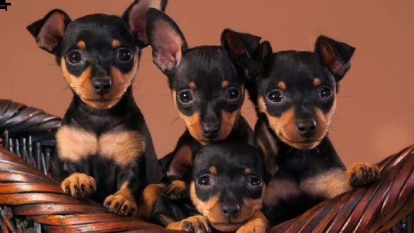 pinscher per adozione