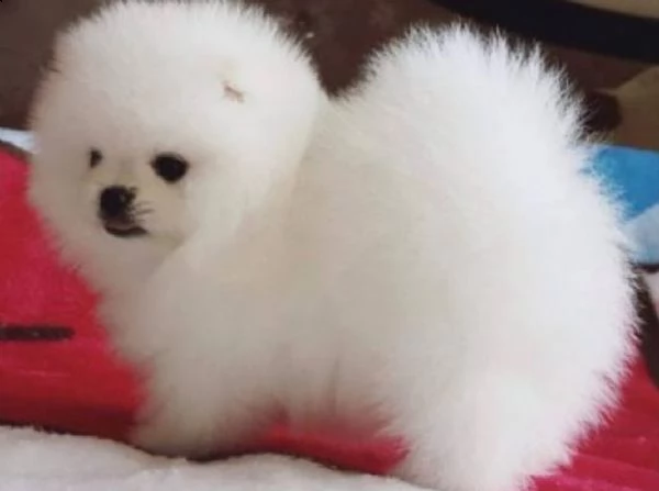 regalo  volpino pomerania mini toy 