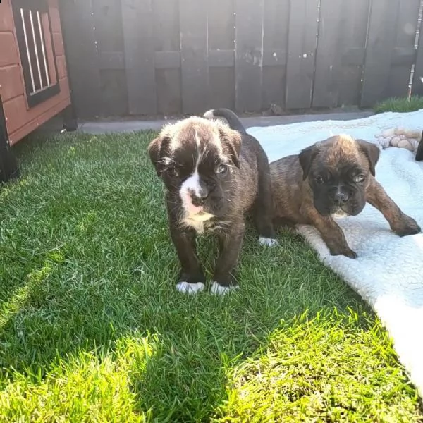 cuccioli di pitbull sani pronti | Foto 6