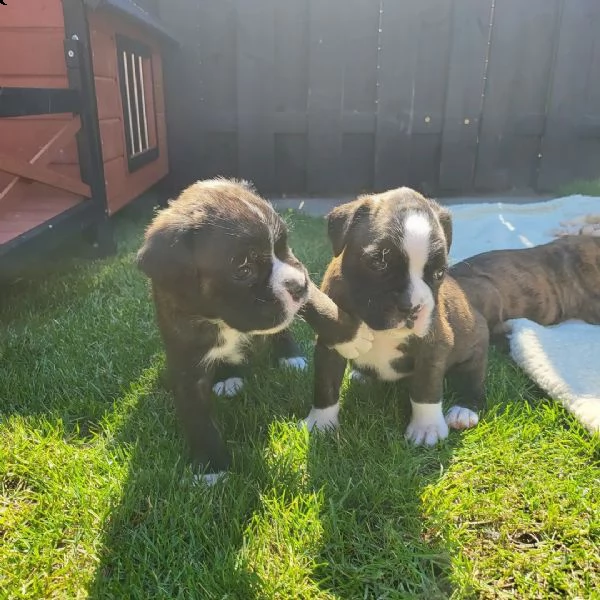 cuccioli di pitbull sani pronti | Foto 5