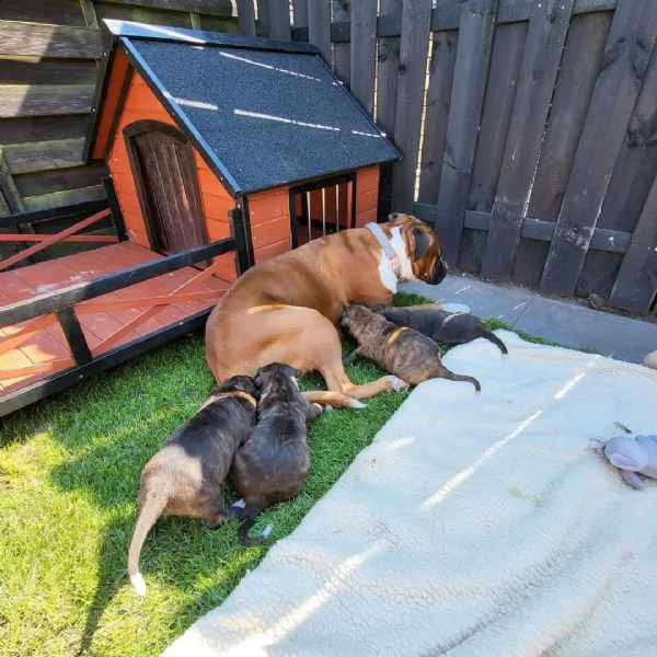 cuccioli di pitbull sani pronti | Foto 4